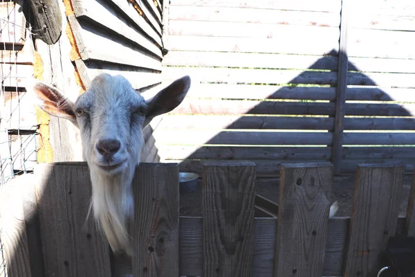 White Goat Big Horns Portrait Keeping Animals Zoo Locked Animal — Stock Photo, Image