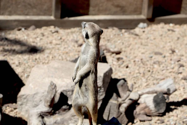 Membro Família Meerkat Suncata Suncatta Guarda — Fotografia de Stock