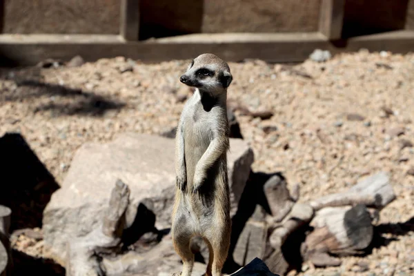 Meerkat Family Member Suncata Suncatta Guard — Stock Photo, Image