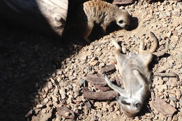 Meerkat Suricata Suricatta Африканское Животное Мелкие Хищники Принадлежащие Семейству Мангустов — стоковое фото