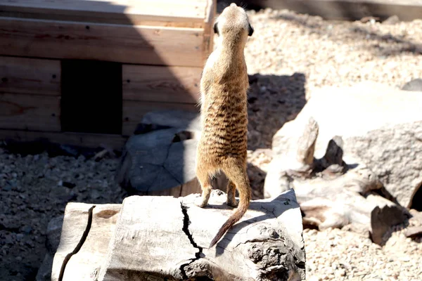 Член Семьи Meerkat Suncata Suncatta Страже — стоковое фото