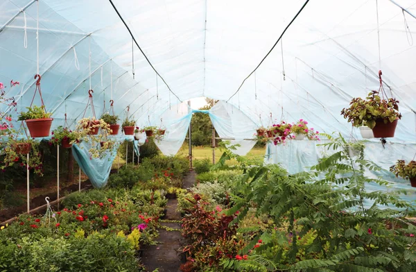 Großes Gewächshaus Mit Blumen Schöne Blumen — Stockfoto