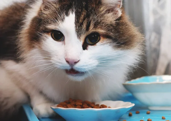 Norsk Skogkatt Äter Torrfoder Renrasiga Husdjur Lunch — Stockfoto