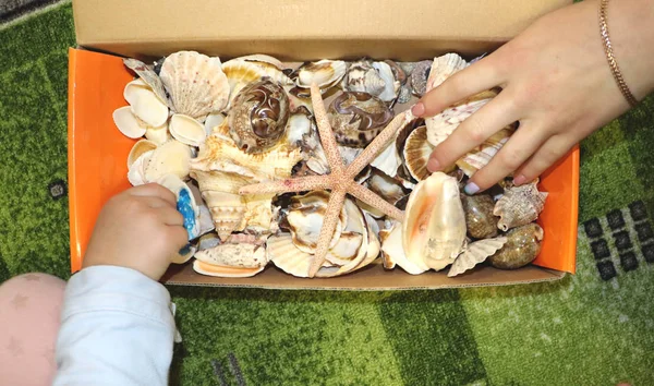 海のテーマに幼稚園でテーマ別の職業 クローズ アップ ボックスにおける魚介類海の貝殻 — ストック写真