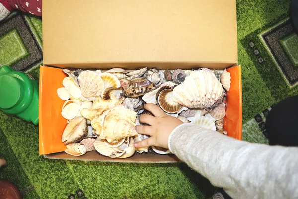Thematic occupation in the kindergarten on the theme of the sea. Sea shells and shellfish in a close-up box