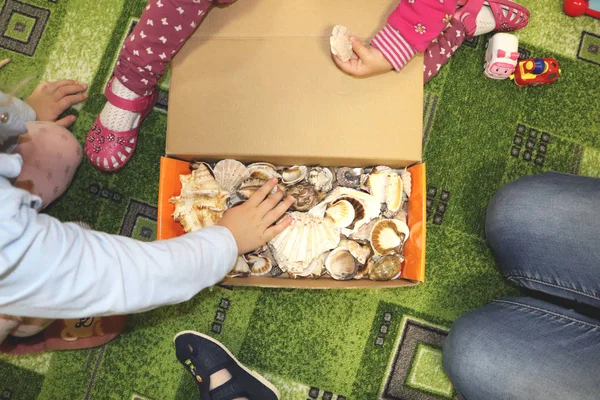 Tematik işgali deniz konulu anaokulunda. Deniz kabukları ve kabuklu deniz ürünleri yakın çekim bir kutu içinde