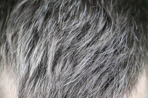 Going Gray Man Gray Black Hair Roots Close — Stock Photo, Image