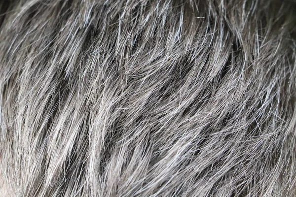 Седеет Человек Седые Черные Корни Волос Крупный План — стоковое фото