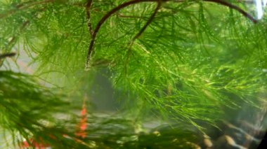Sumatra Barbus (Puntigrus tetrazona) yosun arasında yüzme vardır. Güzel güneş ve parlama sıcak ve büyülü bir atmosfer yaratır. Dinlenme, gevşeme ve meditasyon kavramı.