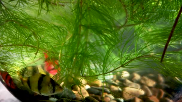 苏门答腊巴布斯 (Puntigrus tetrazona) 在藻类中游泳。美丽的阳光和耀眼的光芒营造出温馨而神奇的氛围。休息、放松和冥想的概念. — 图库视频影像