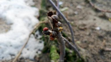 Colorado patates böceği ve uğur böceği makro video. Daldaki colorado böcekleri pek yok. Ayak ve karın yakın çekim görülebilir.