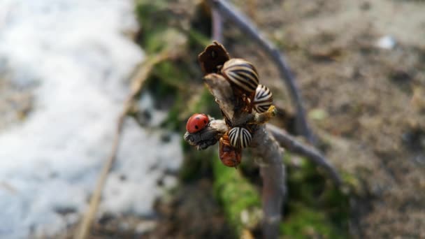 Colorado Kartoffelkäfer Und Marienkäfer Makro Video Nicht Viel Buntkäfer Einem — Stockvideo