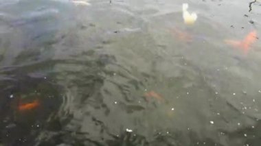 Balıkların nasıl beslendiğini gösteren makro video çekimi. Kırmızı sazan yüzeye kadar yüzmek ve yemek yemek.