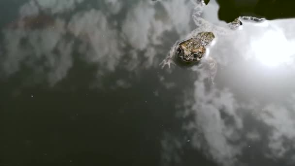 Βάτραχος Έπεσε Στην Πισίνα Και Δεν Μπορεί Βγει Κολυμπάει Και — Αρχείο Βίντεο