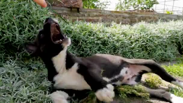 Cão Raça Husky Jogado Com Uma Série Grama Alta Conceito — Vídeo de Stock