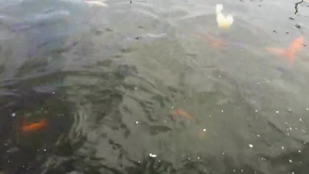 Macro Video Filming How Fish Fed Red Carp Swim Surface — Stock Video