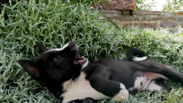 Perro Raza Husky Juega Con Una Gran Cantidad Hierba Alta — Vídeo de stock