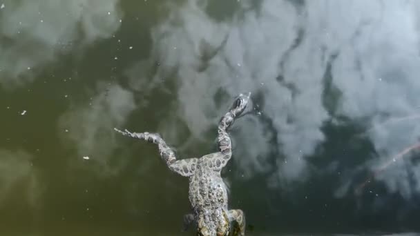 Βάτραχος Έπεσε Στην Πισίνα Και Δεν Μπορεί Βγει Κολυμπάει Και — Αρχείο Βίντεο