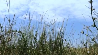 Ukrayna'nın buğday tarlalarından birinde yel değirmenleri. Enerji tasarrufu konsepti