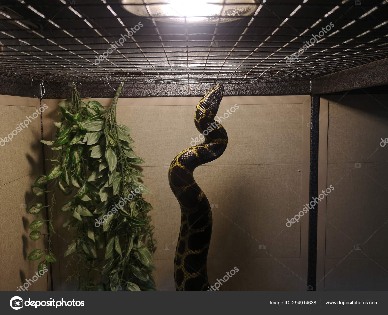 Anaconda Captivity Transportation Python Box Cage Poaching Snake Zoo ...