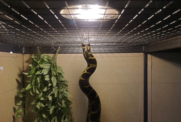 Anaconda Captivity Transportation Python Box Cage Poaching Snake Zoo — Stock Photo, Image