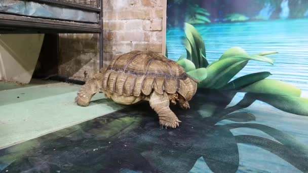 Land Reus Schildpad Een Kwekerij Dierentuin Tentoonstelling Van Schildpadden Soorten — Stockvideo