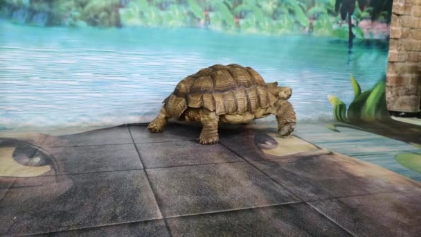 Сухопутні Гігантські Черепахи Дитячому Або Зоопарку Виставка Черепах Види Хордату — стокове відео