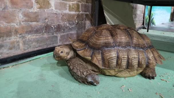 Land Giant Tortoise Nursery Zoo Exhibition Turtles Species Chordate Gigantic — Stock Video