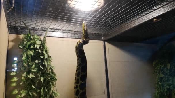 Anaconda Cautiverio Transporte Una Pitón Una Caja Una Jaula Caza — Vídeo de stock