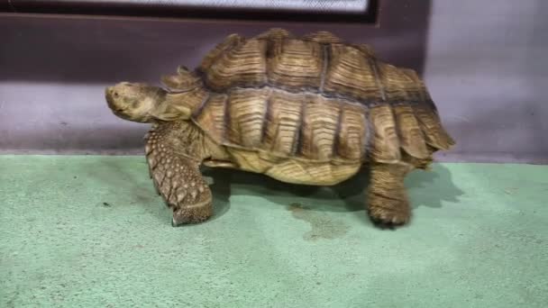 Tortuga Gigante Terrestre Vivero Zoológico Exposición Tortugas Especies Cordón Tortuga — Vídeos de Stock