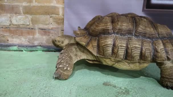 Tortuga Gigante Terrestre Vivero Zoológico Exposición Tortugas Especies Cordón Tortuga — Vídeos de Stock