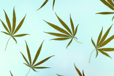 Vahşi marihuana hafif bir arka planda izole edilmiş. Esrar ruderalis veya ruderalis. Mavi, yeşil ve beyaz arka plan üzerinde bitki süsleri. Doku, desen, imza yeri