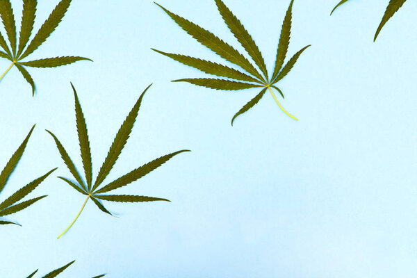 Дикая марихуана изолирована на светлом фоне. Конопля рудералис или рудералис. Растительные украшения на синем, зеленом и белом фоне. Текстура, рисунок, место для подписи
