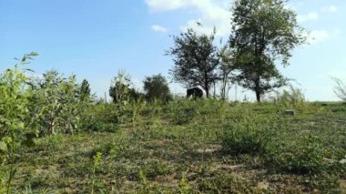 İki at yan yana duruyor - ebeveynler tarafından çocukları koruma kavramı. Yeşil çayır, uzun ot ve üzerinde iki at. Uzak panorama