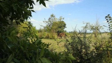İki at yan yana duruyor - ebeveynler tarafından çocukları koruma kavramı. Yeşil çayır, uzun ot ve üzerinde iki at. Uzak panorama