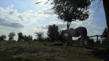 İki at yan yana duruyor - ebeveynler tarafından çocukları koruma kavramı. Yeşil çayır, uzun ot ve üzerinde iki at. Uzak panorama
