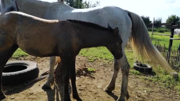 Dos Caballos Están Parados Uno Lado Del Otro Concepto Proteger — Vídeo de stock