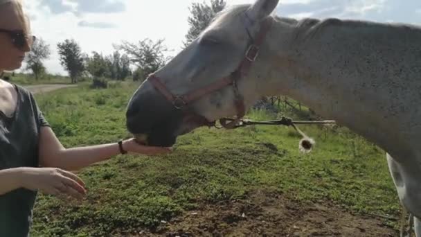 Niña Alimenta Caballo Sus Manos Porque Caballo Montó Bien Sobre — Vídeo de stock