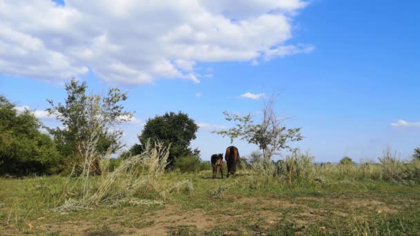 Two Horses Standing Next Each Other Concept Protecting Children Parents — Stock Video