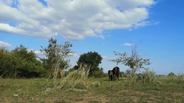 Two Horses Standing Next Each Other Concept Protecting Children Parents — Stock Video