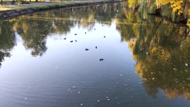 Blick Auf Den Teich Mit Enten Und Bäumen Die Sonnenstrahlen — Stockvideo
