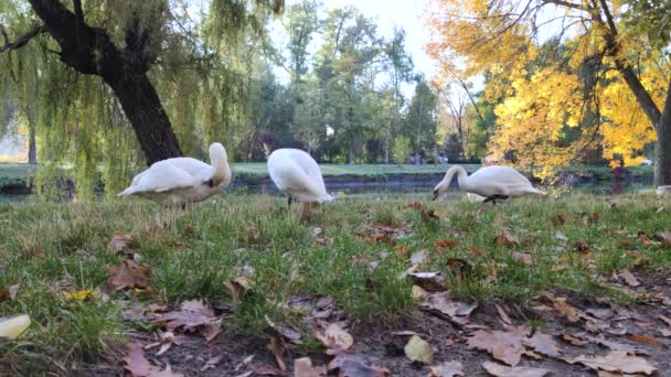 Three Swans Green Grass Pond Brush Feathers Dawn Sun Rays — Stock Video