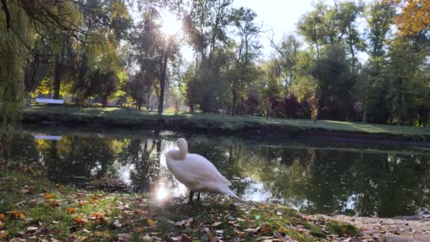 Tre Cigni Sull Erba Verde Vicino Alle Penne Dello Stagno — Video Stock