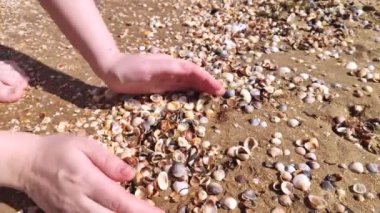 Deniz kabuğu toplayan bir kızın ellerinin makro videosu. Ellerinde bir sürü güzel deniz kabuğu var, kız onlara bakıyor ve en iyisini seçiyor..