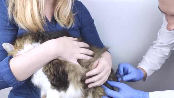 Veterinario Iniezione Intramuscolare Gatto Forestale Norvegese Che Seduto Tra Braccia — Video Stock