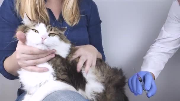 獣医師は愛人の腕の中に座っているノルウェーの森林猫に筋肉を注射します ペットの予防接種 治療または滅菌の概念 — ストック動画