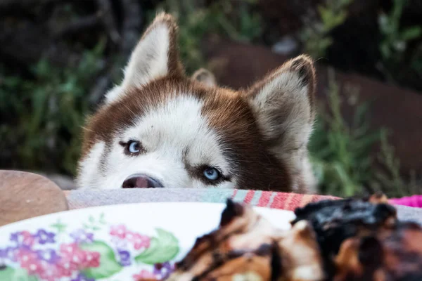 Siberische Husky Zit Naast Tafel Met Vlees Vraagt Voedsel Hond — Stockfoto
