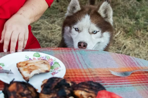 Siberische Husky Zit Naast Tafel Met Vlees Vraagt Voedsel Hond — Stockfoto