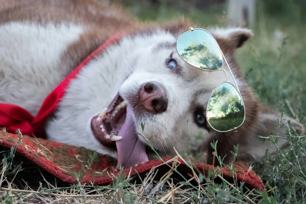 Husky Dog Dressed Sunglasses She Lies Next Her Mistress Creative — Stock Photo, Image