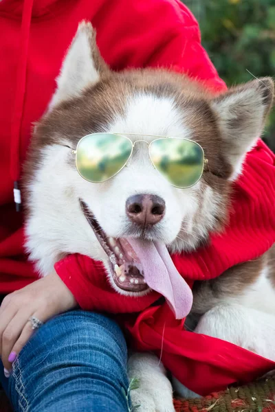 Husky Dog Dressed Sunglasses She Lies Next Her Mistress Creative — Stock Photo, Image